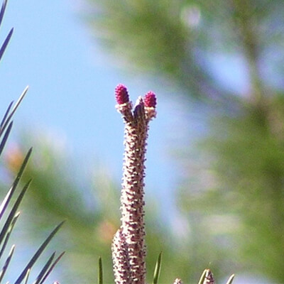 Flores femeninas del pino piñonero